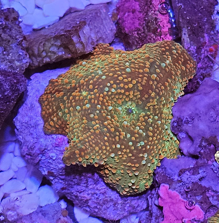 Discosoma RustyGreen