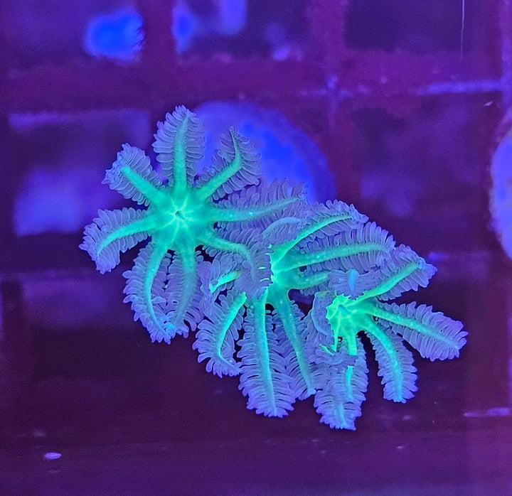 Clavularia Green