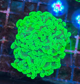 Euphyllia paraancora "Green" (Fimbriaphyllia)