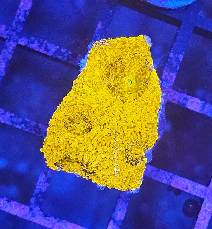 Acanthastrea echinata "Gold rush"