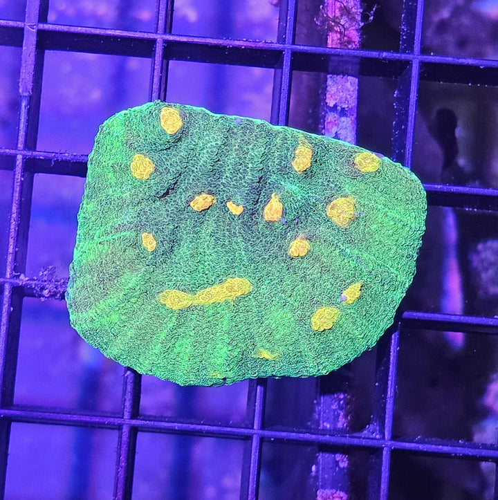 Space Invader Chalise (Mycedium sp.)