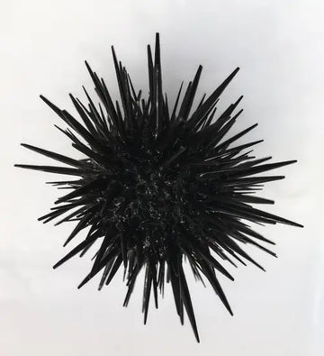 Rock burrowing urchin (Echinometra Mathaei)