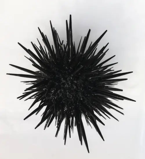 Rock burrowing urchin (Echinometra Mathaei)