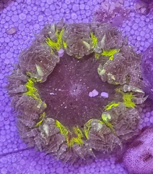 Rockflower Anemone (Epicystis crucifer)