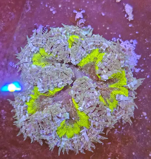Rockflower Anemone (Epicystis crucifer) Premium