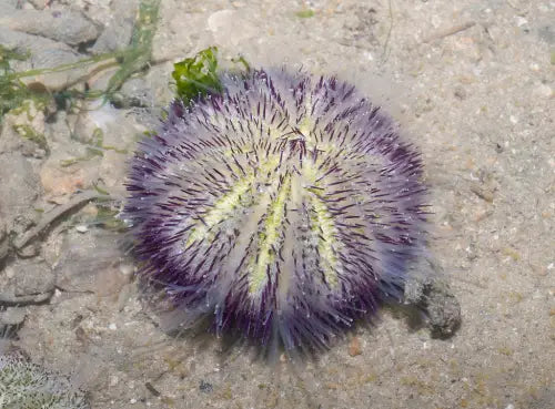 Salamacis spp.