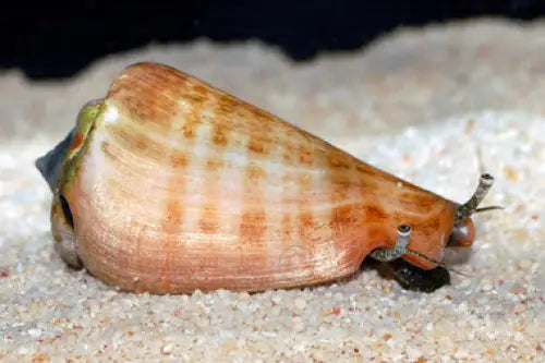 Sand Sifting Strawberry Conch (Conomurex luhuanus) (M)