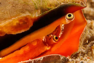 Sand Sifting Strawberry Conch (Conomurex luhuanus) (M)