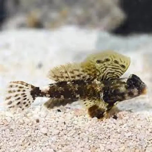 Scooter Blenny (Synchiropus ocellatus) - Kala