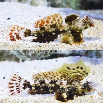 Scooter Blenny (Synchiropus ocellatus) Pari (2kpl) - Kala