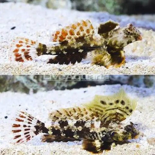 Scooter Blenny (Synchiropus ocellatus) Pari (2kpl) - Kala