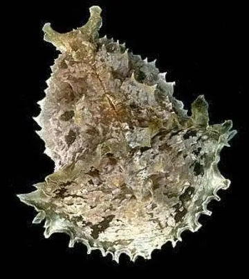 Sea Hare (Dolabella auricularia) (L-XL)