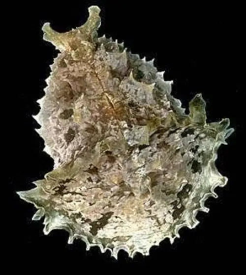 Sea Hare (Dolabella auricularia) (L-XL)