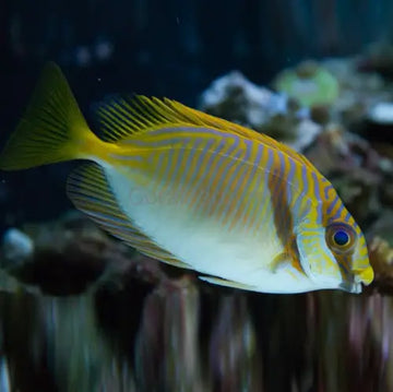 Siganus doliatus