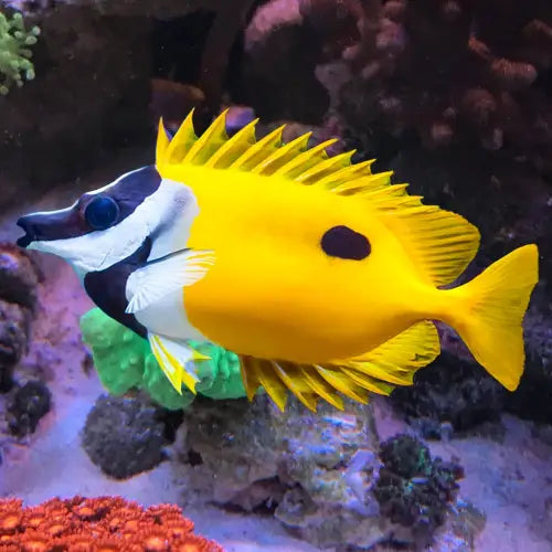 Siganus unimaculatus (M-koko)