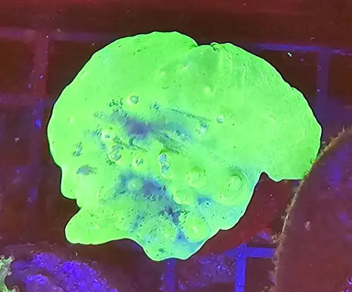 Sinularia brassica Toxic Green
