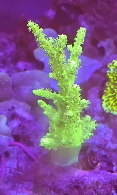 Sinularia sp. Toxic Green Premium