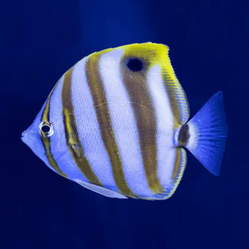 Sixspined Butterflyfish (Parachaetodon ocellatus) (S) Elävät eläimet