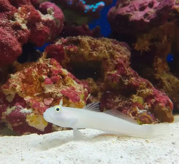 Sleeper Blue Dot Goby (Valenciennea sexguttata)