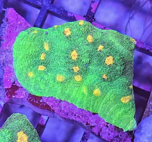 Space Invader Chalise (Mycedium sp.)