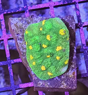 Space Invader Chalise (Mycedium sp.)