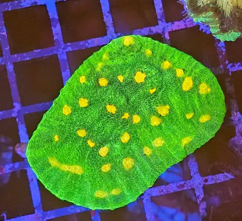 Space Invader Chalise (Mycedium sp.)