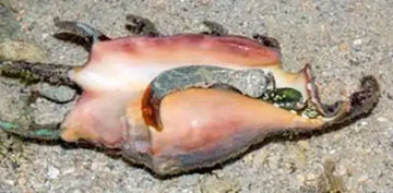 Spider conch (Lambis Spp.) (XL) - Elävät eläimet