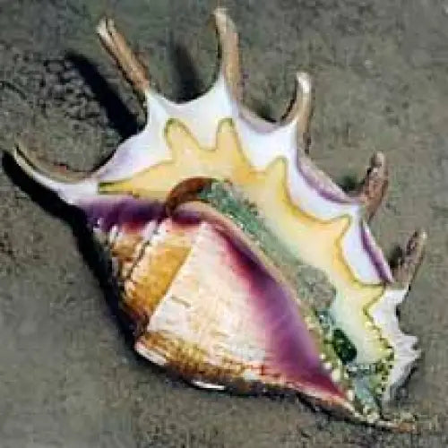Spider conch (Lambis Spp.) (XL) - Elävät eläimet