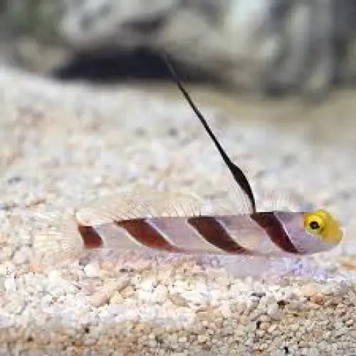 Stonogobiops nematodes + Alpheus bellulus