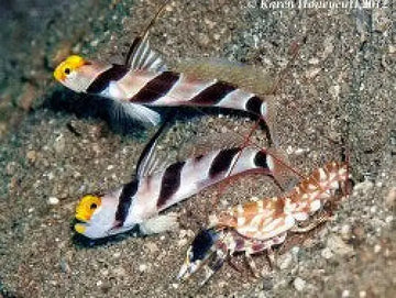 Stonogobiops xanthorhinica + Alpheus bellulus