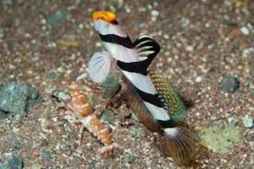 Stonogobiops xanthorhinica + Alpheus bellulus
