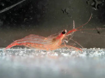 Striped Cleaner Shrimp (Lysmata vittata) S