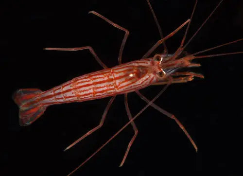 Striped Cleaner Shrimp (Lysmata vittata) S