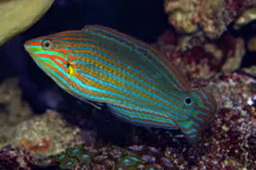 Tailspot Wrasse (Halichoeres melanurus)
