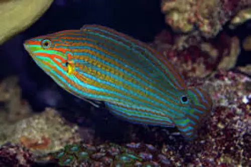 Tailspot Wrasse (Halichoeres melanurus)