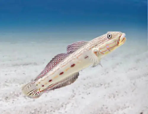 Tear Drop Sleeper Goby (Valenciennea longipinnis)
