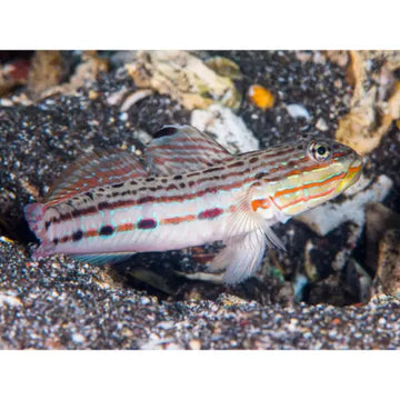 Tear Drop Sleeper Goby (Valenciennea longipinnis)