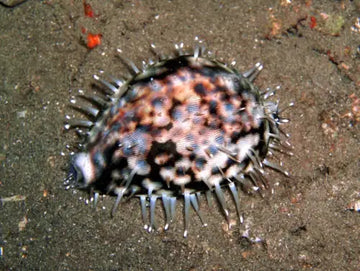 Tiger Cowry Porcelain Snail (Cypraea tigris)