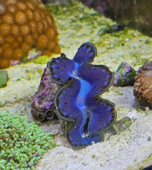 Tridacna Maxima Blue 6cm