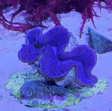 Tridacna Maxima Blue 6cm