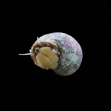 Turbo Snail – Turbo brunneus