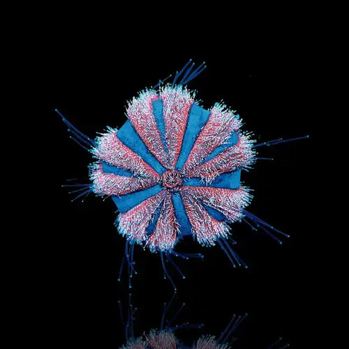 Tuxedo Urchin (red/blue) (Mespilia globulus) (M)