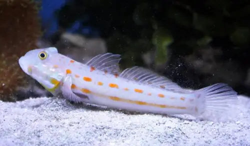 Valenciennea puellaris