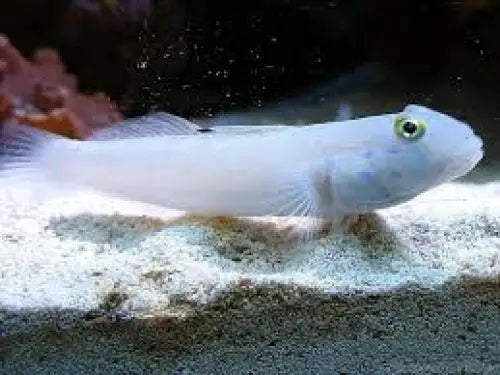 Valenciennea sexguttata