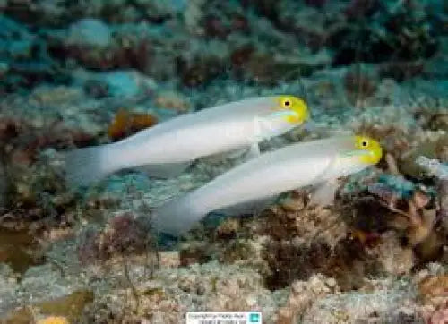 Valenciennea strigata Pari (2kpl)
