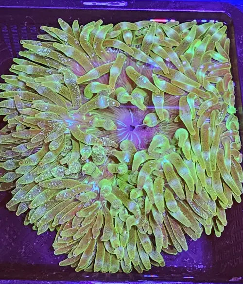 WYSIWYG Bubble-tip anemone (Entacmaea quadricolor) XL