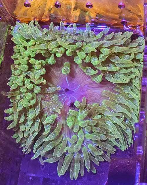 WYSIWYG Bubble-tip anemone (Entacmaea quadricolor) XL