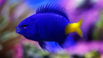 Yellowtail damselfish (chrysiptera parasema]