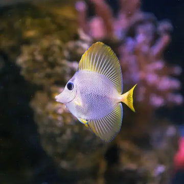 Yurple Tang (Zebrasoma xanthurum X Zebrasoma flavescens) T.B