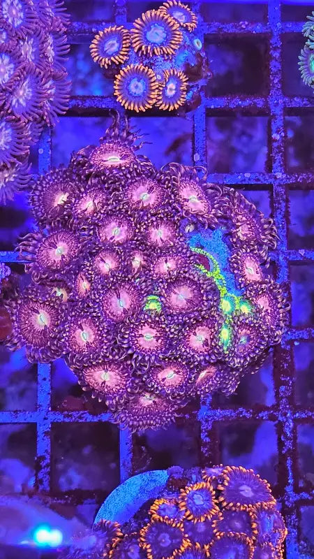 Zoanthus Alien Explosion (+green)